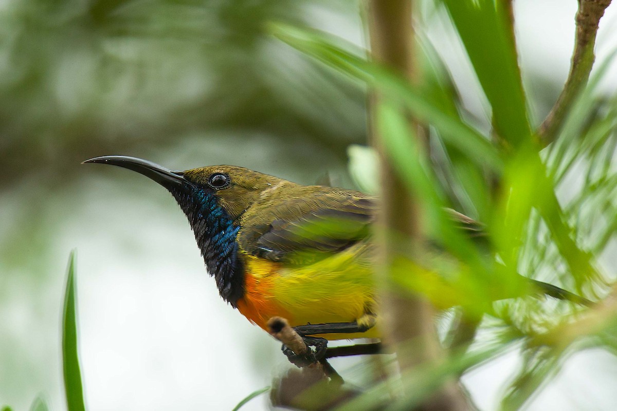 Palawan Sunbird - ML630160660