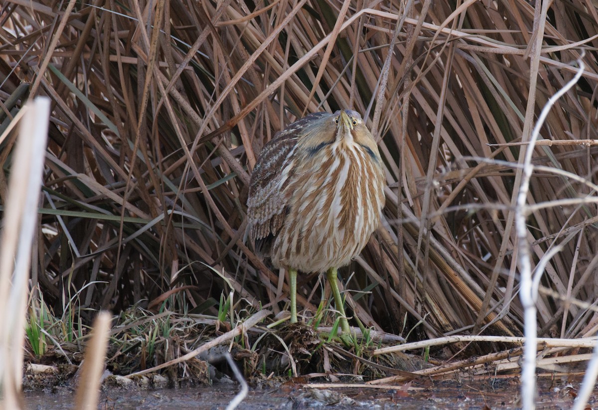 American Bittern - ML630160706