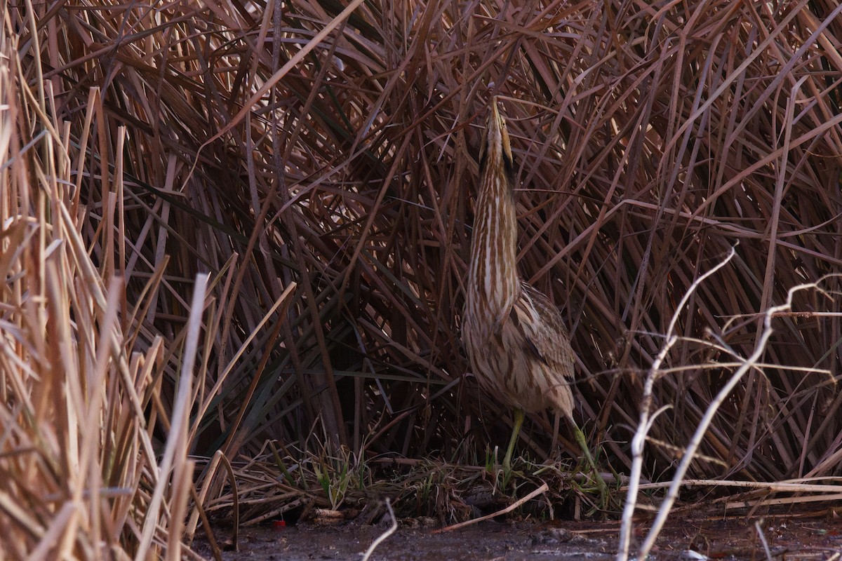 American Bittern - ML630160707