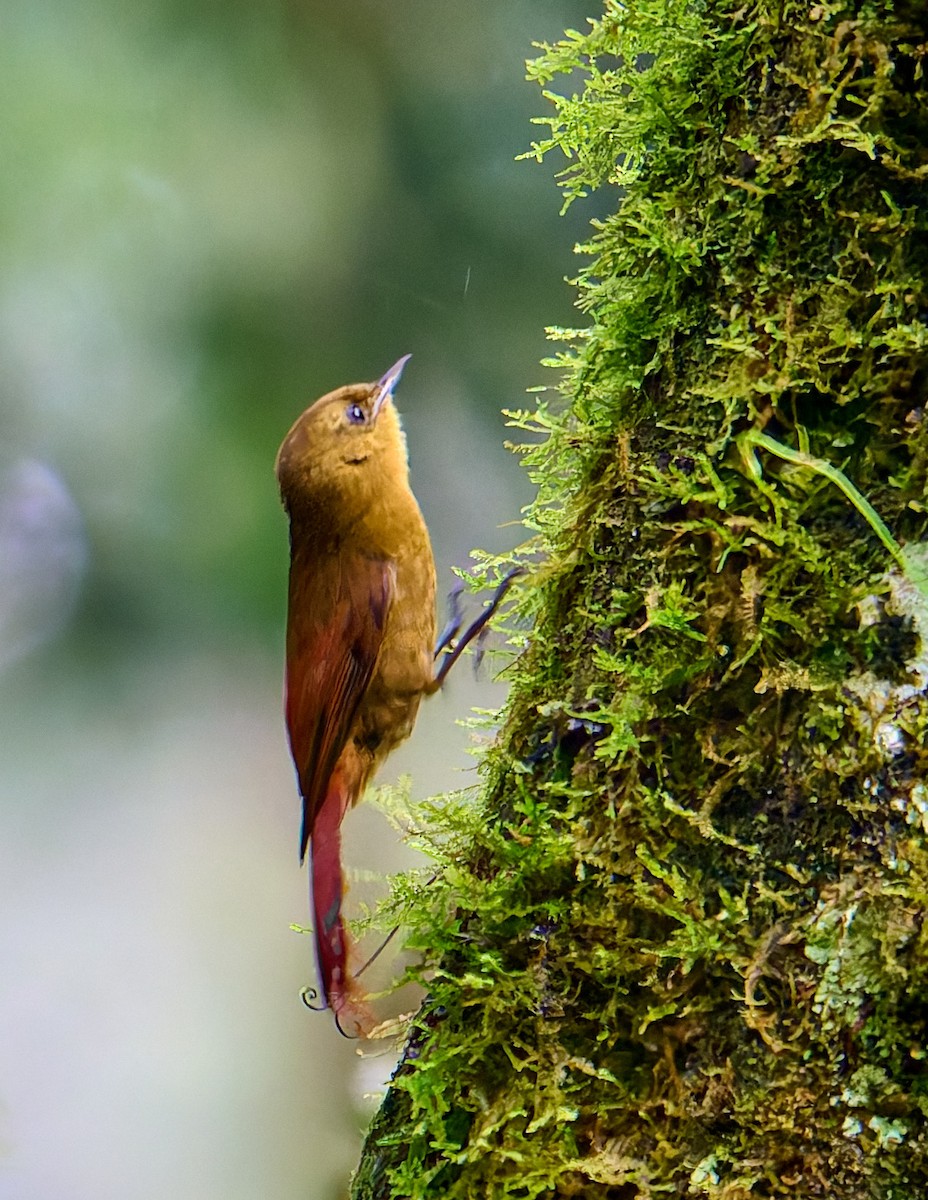 Olivaceous Woodcreeper - ML630160785