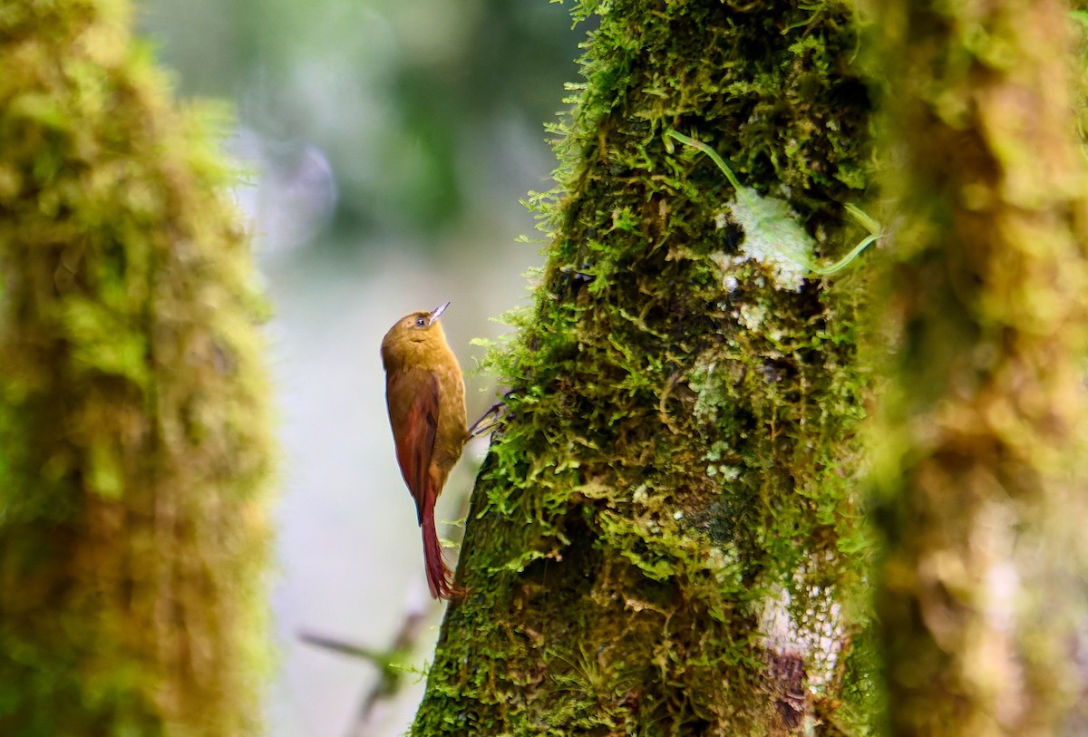 Olivaceous Woodcreeper - ML630160786