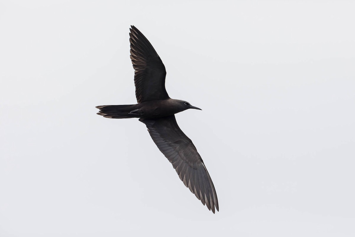 Brown Noddy - ML630160919