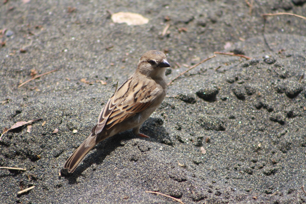 Оронгийн бор шувуу - ML630160926