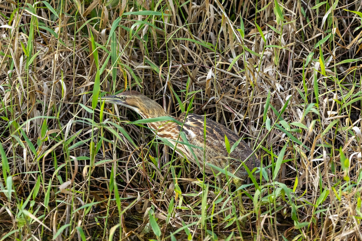 American Bittern - ML630160961