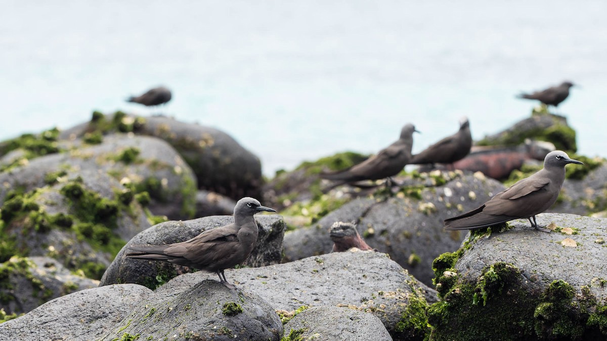 Brown Noddy - ML630161042