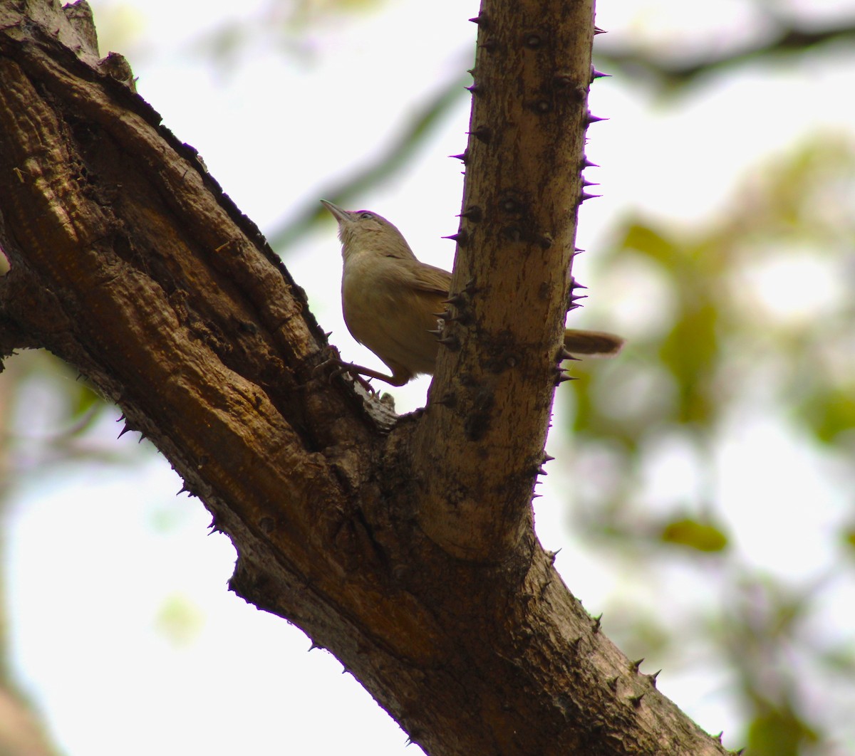 Southern House Wren - ML630161192