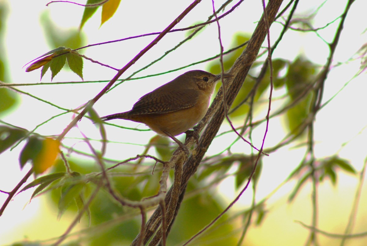 Southern House Wren - ML630161194