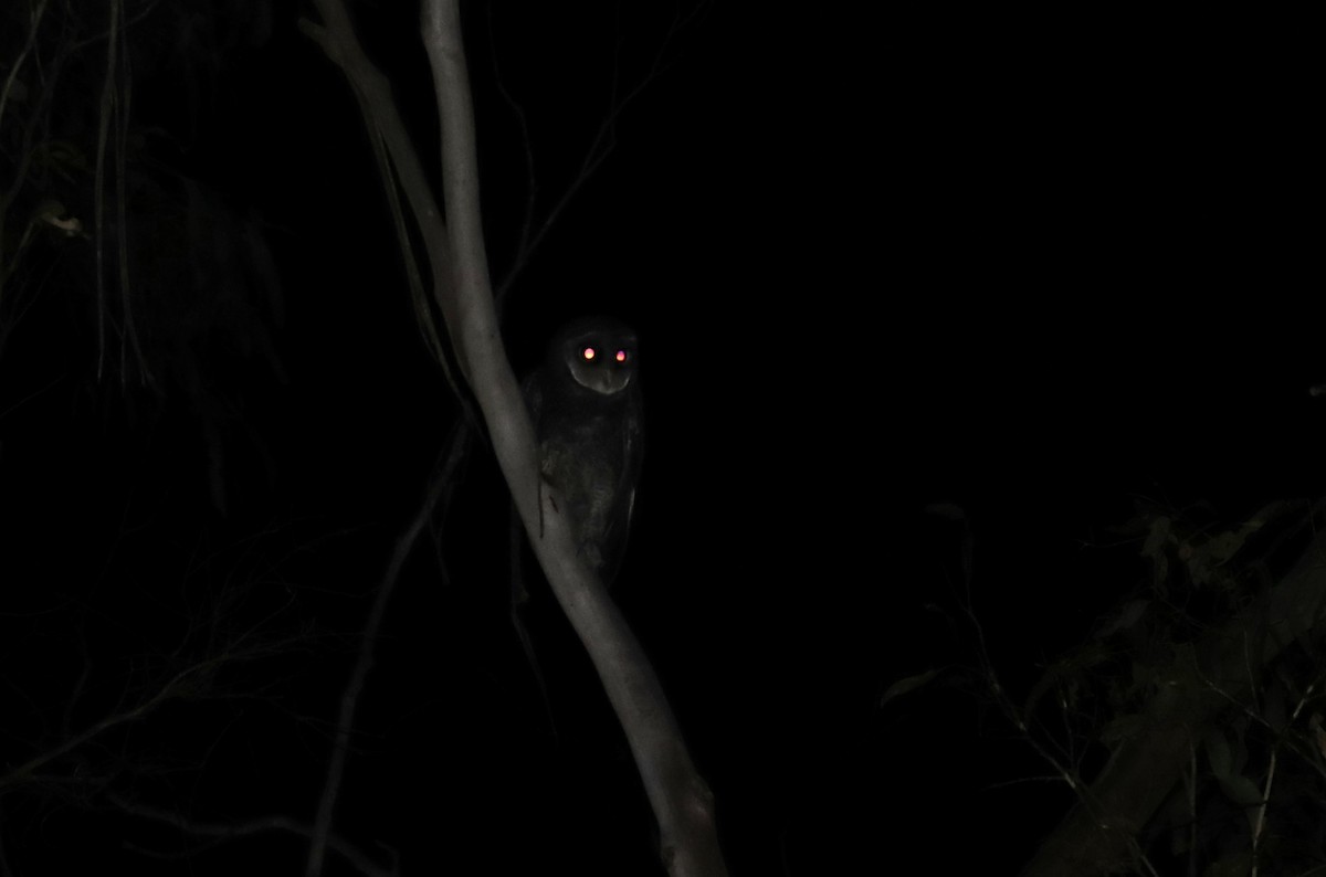 Sooty Owl - ML630161248