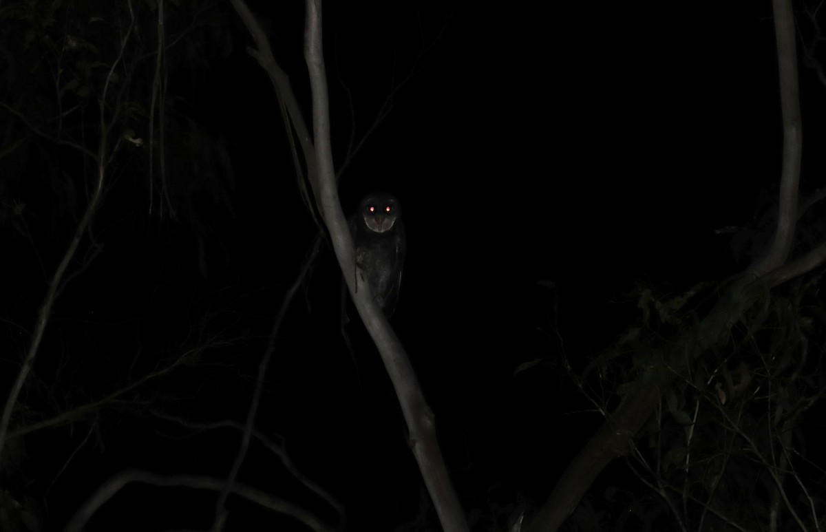 Sooty Owl - ML630161249
