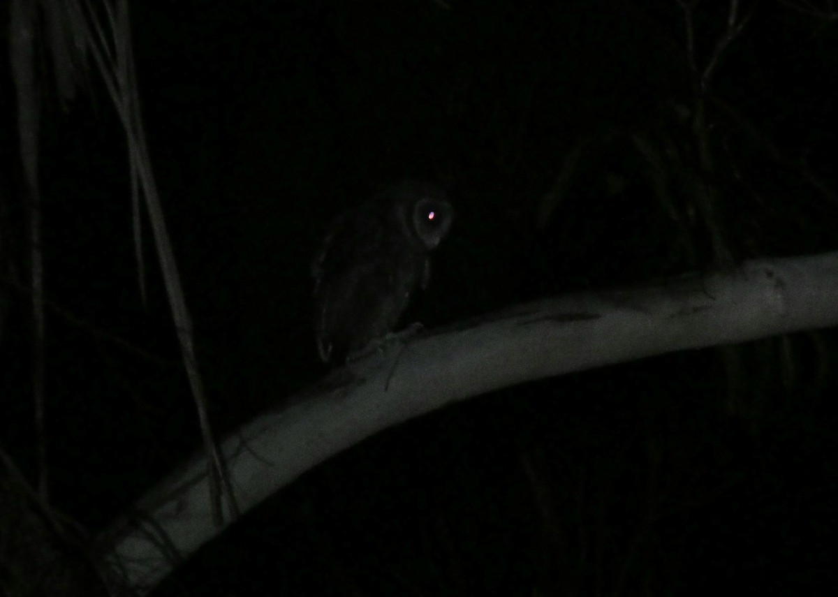 Sooty Owl - ML630161250