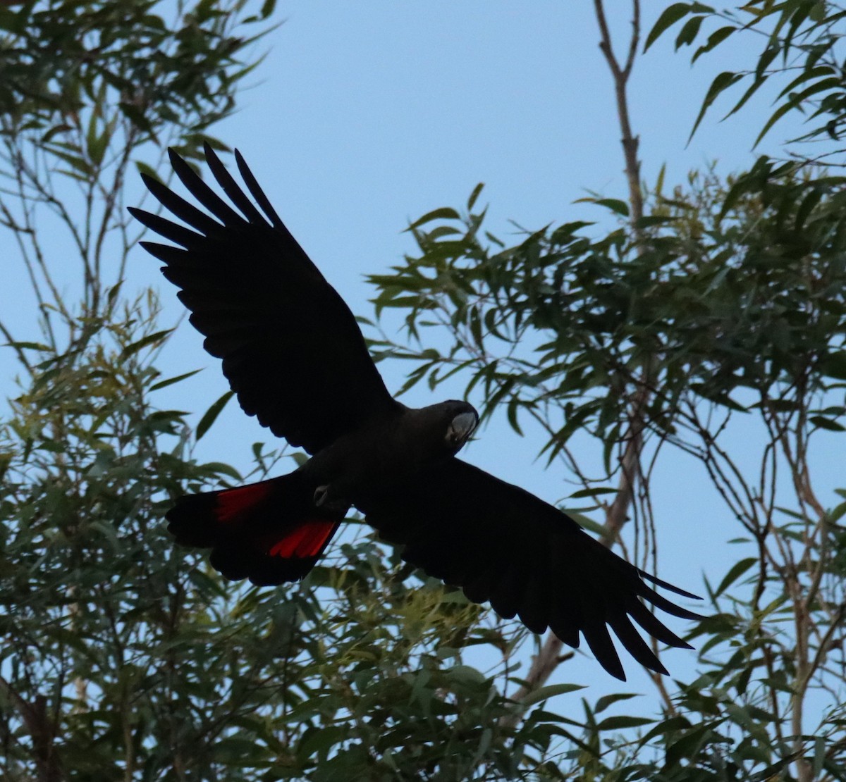 Braunkopf-Rabenkakadu - ML630161386