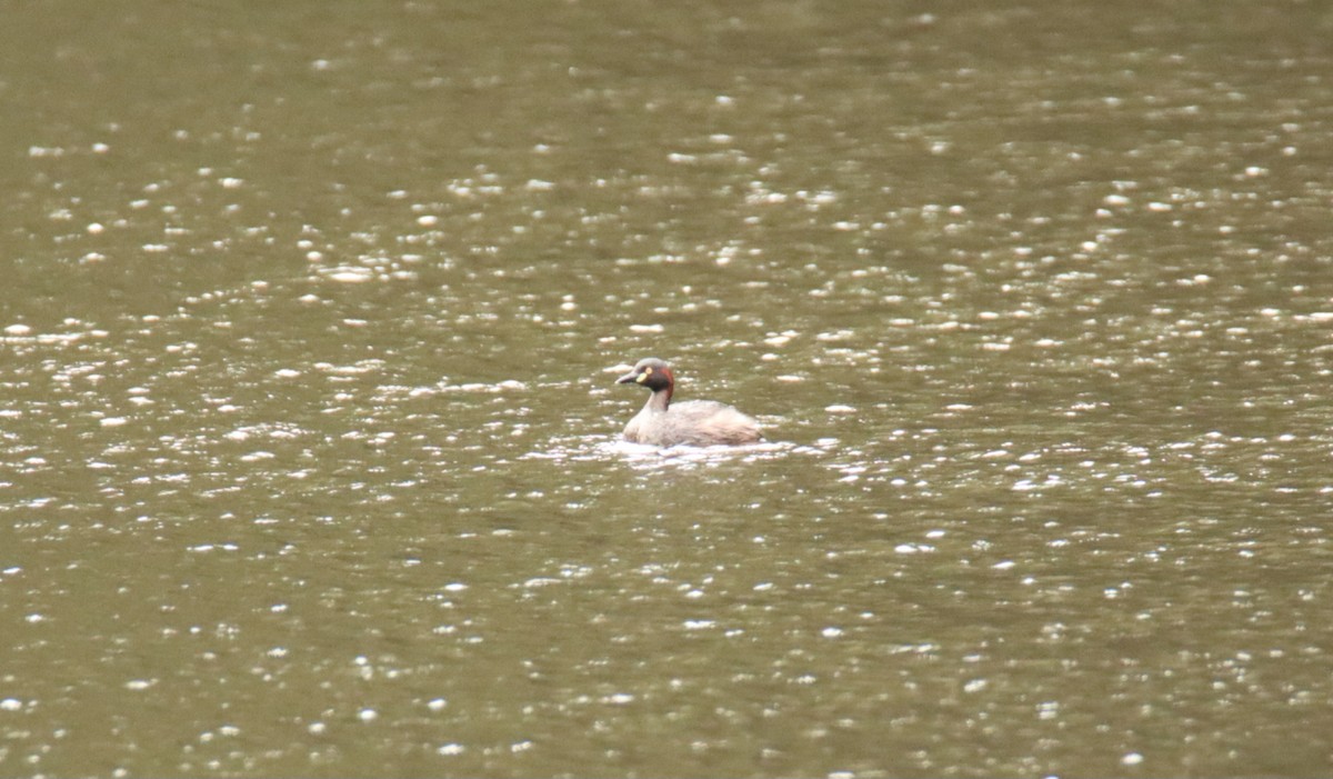 Australasian Grebe - ML630161424