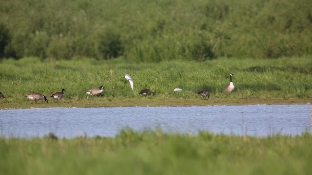 小鷗 - ML630161475