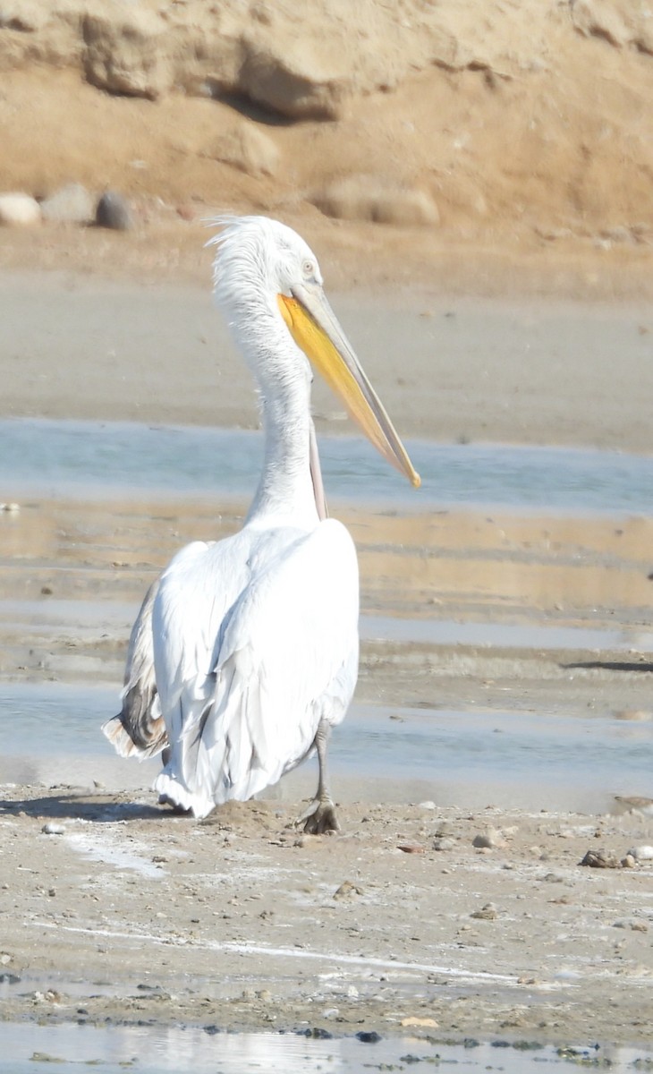 Dalmatian Pelican - ML630161534