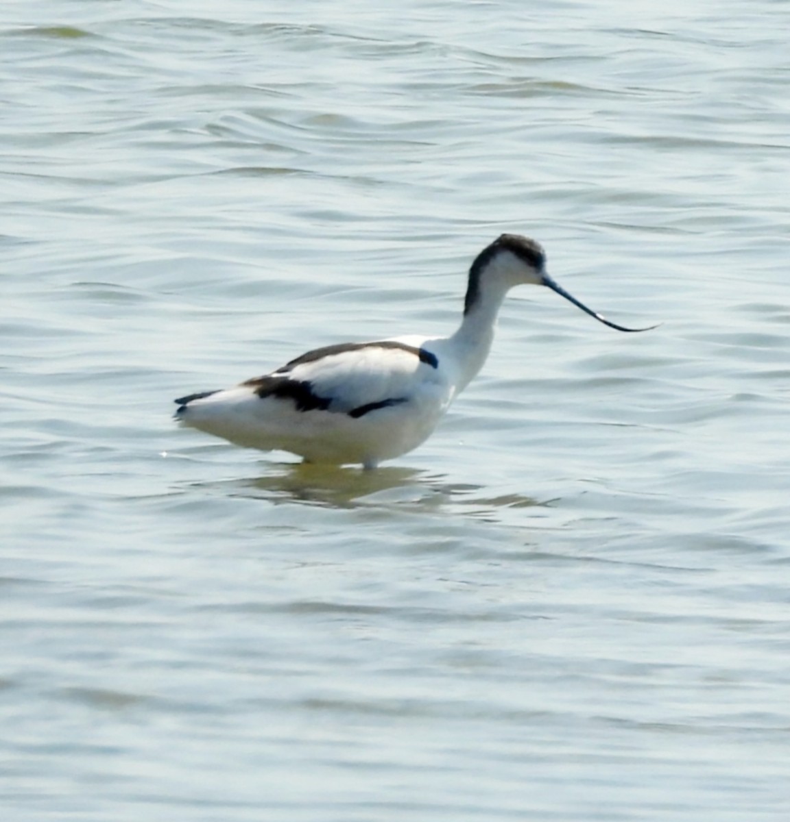 Pied Avocet - ML630161581
