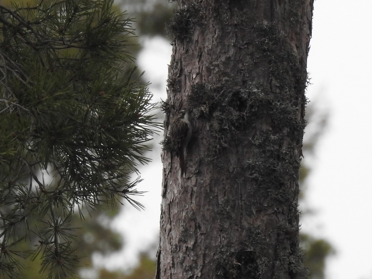 Short-toed Treecreeper - ML630161634