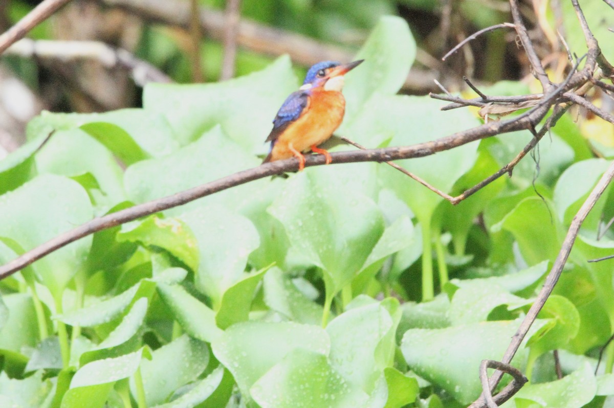 Blue-eared Kingfisher - ML630161812