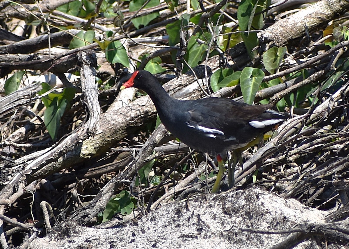 Amerikateichhuhn - ML630161925