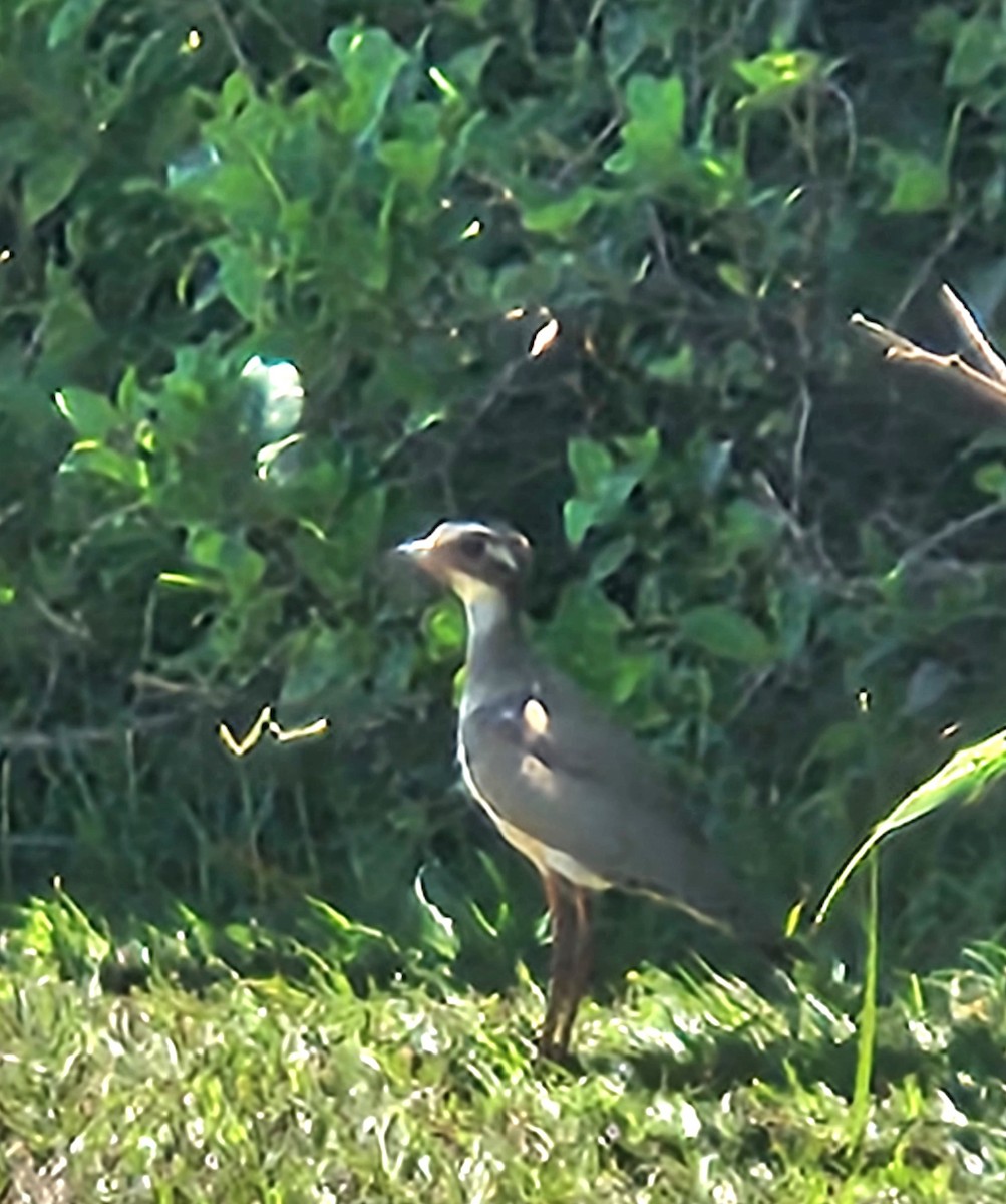 Bronze-winged Courser - ML630162062