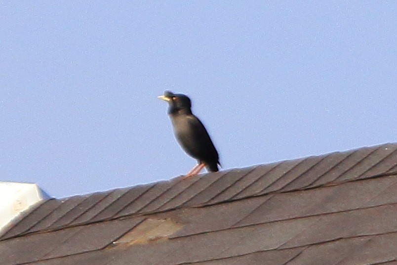 Crested Myna - ML630162245