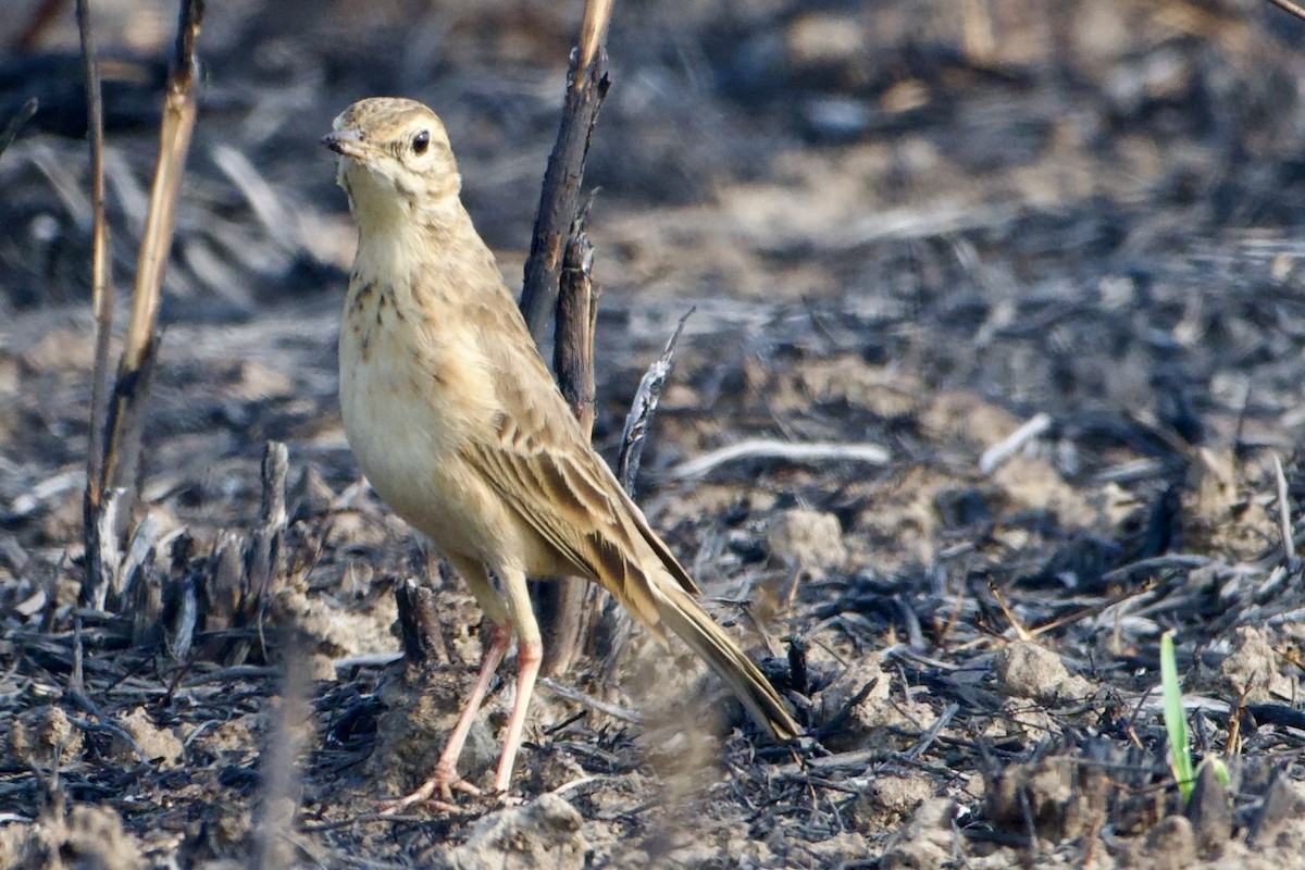 Richard's Pipit - ML630162408