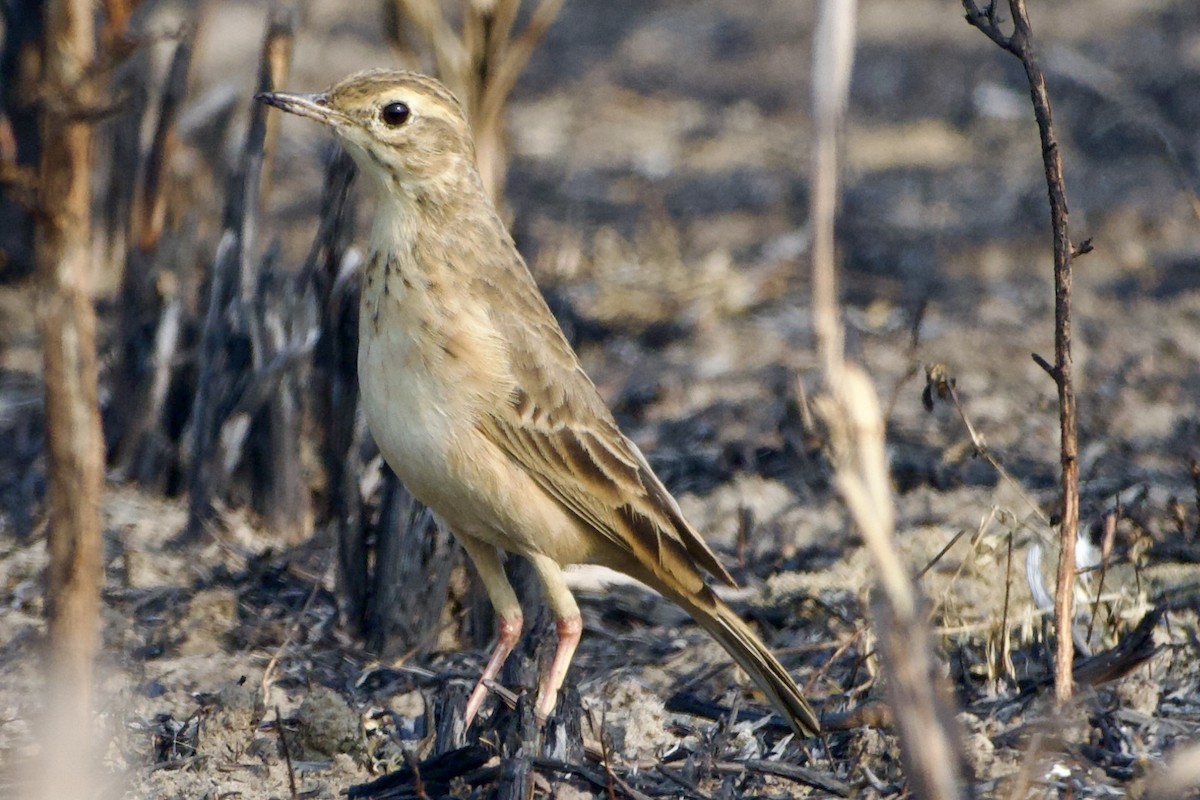 Richard's Pipit - ML630162409