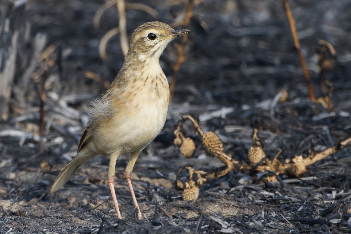 Richard's Pipit - ML630162410
