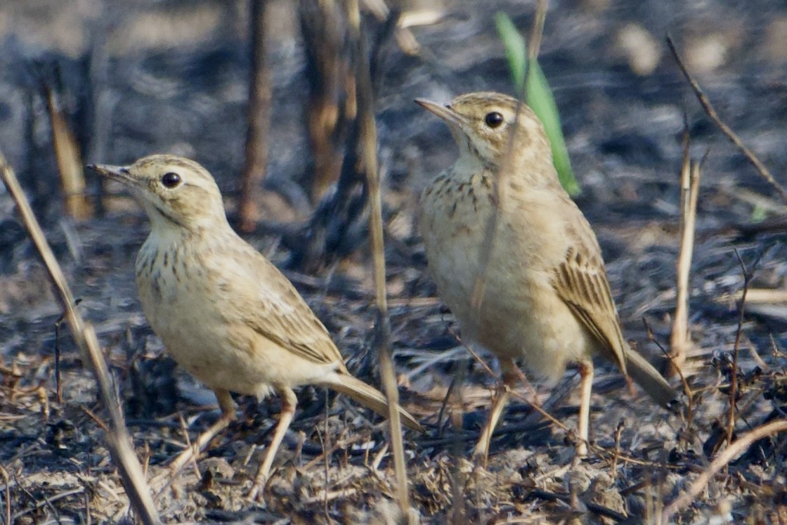 Paddyfield Pipit - ML630162420