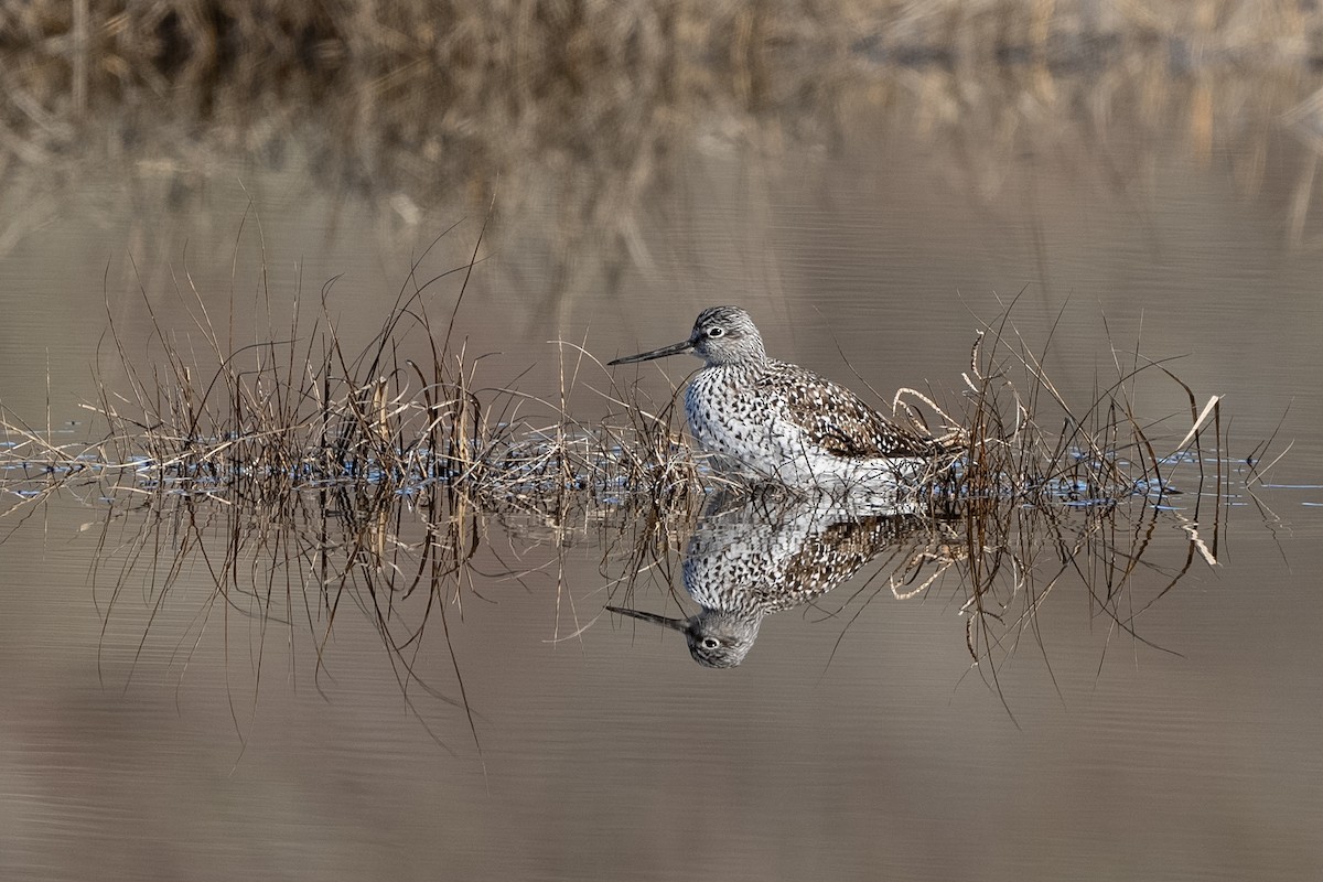 Greater Yellowlegs - ML630162457