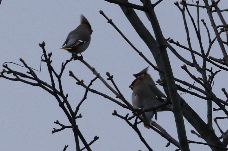 Bohemian Waxwing - ML630162489