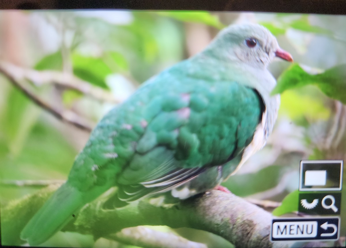 Cream-breasted Fruit-Dove - ML630162696
