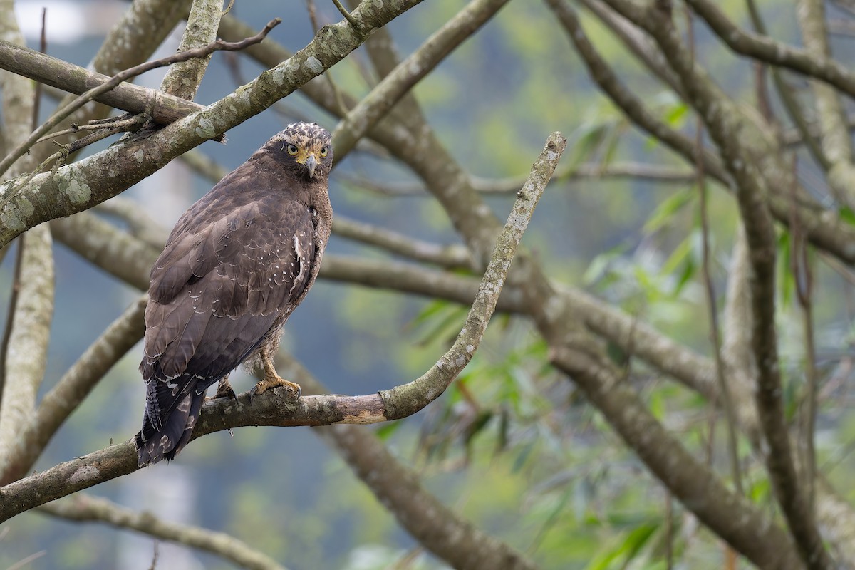 Crested Serpent-Eagle (Crested) - ML630162707