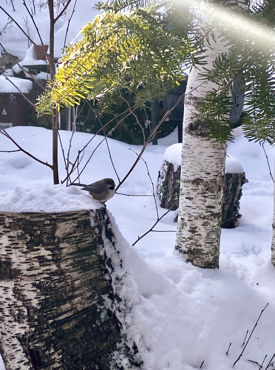Boreal Chickadee - ML630162746