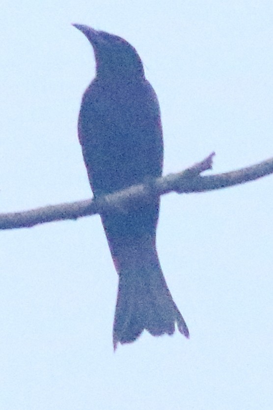 Hair-crested Drongo - ML630162897