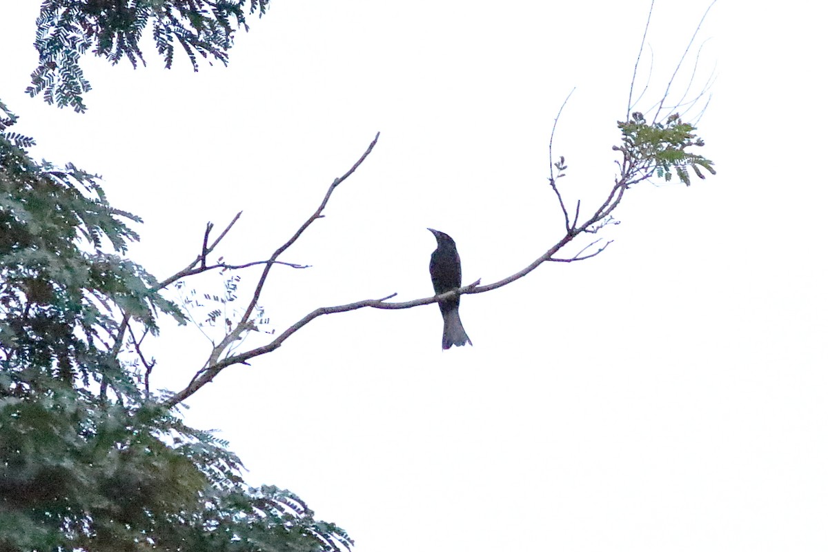 Hair-crested Drongo - ML630162898