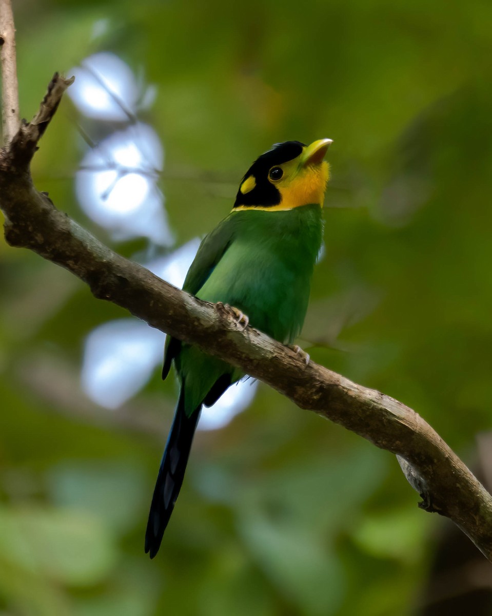 Long-tailed Broadbill - ML630163017