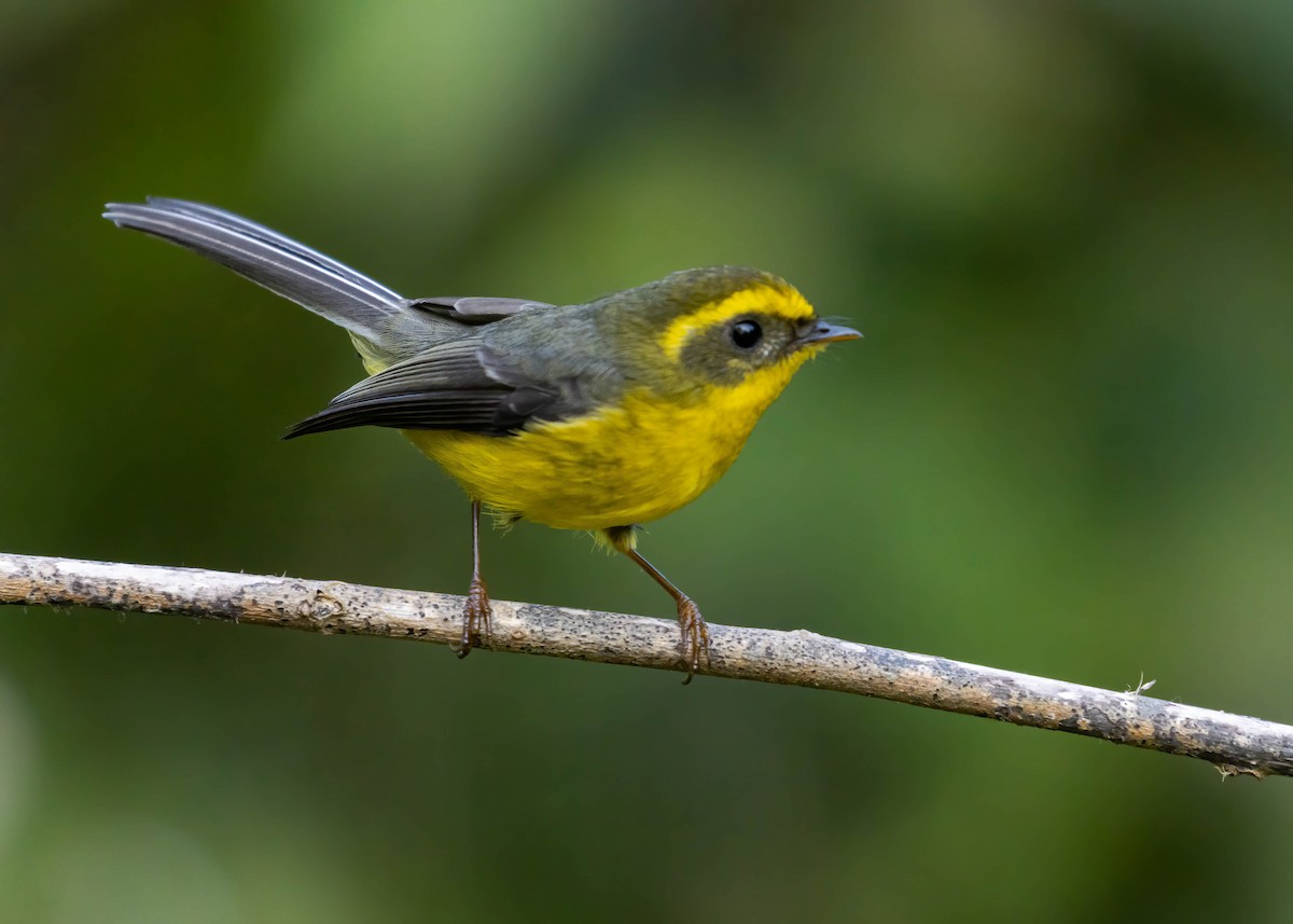 Yellow-bellied Fairy-Fantail - ML630163025