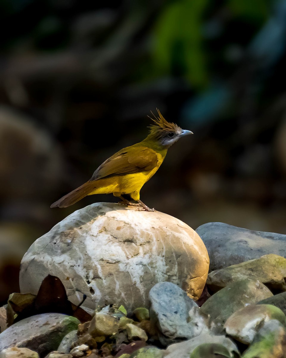 White-throated Bulbul - ML630163032