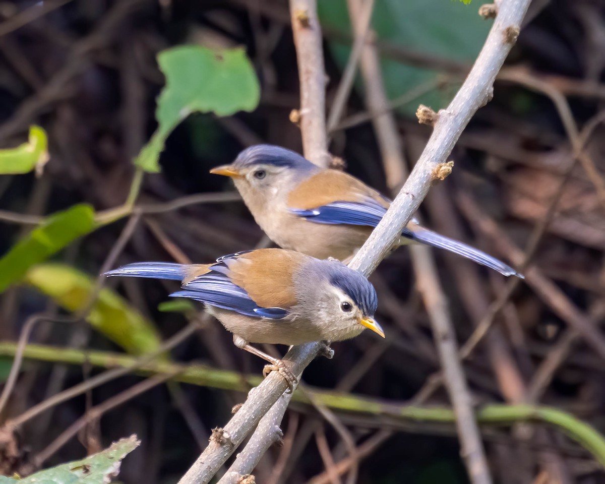 Blue-winged Minla - ML630163075