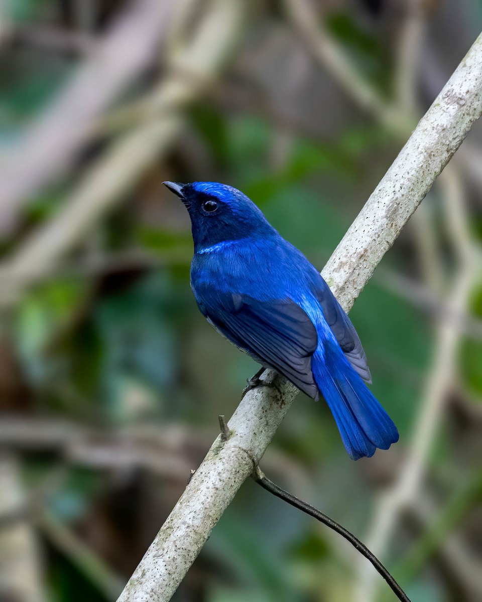 Small Niltava - ML630163077