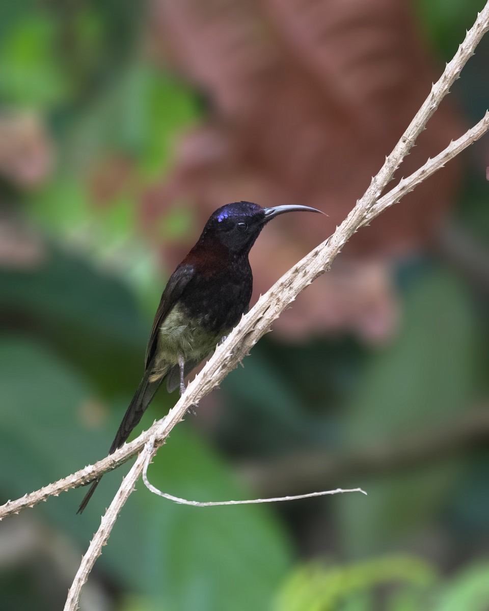 Black-throated Sunbird - ML630163085