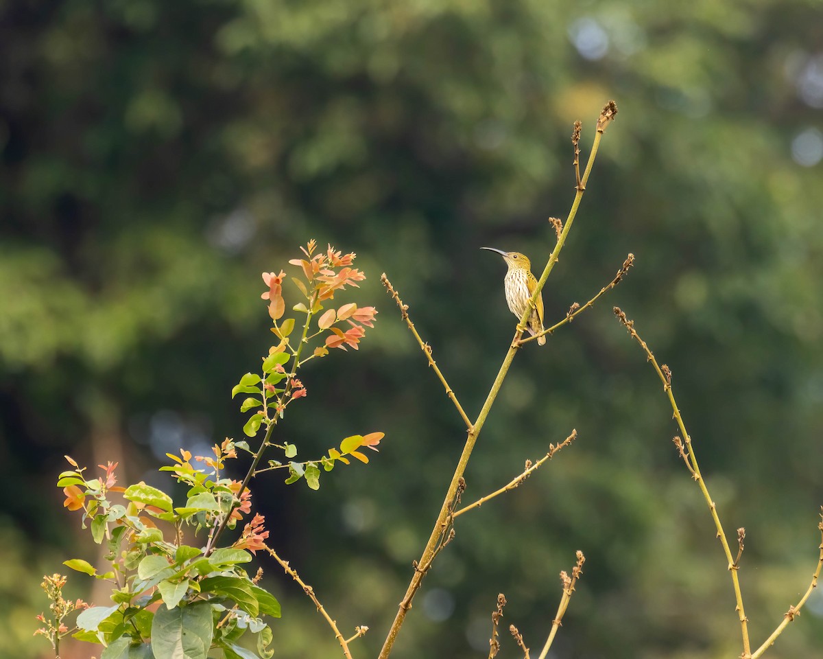 Streaked Spiderhunter - ML630163095