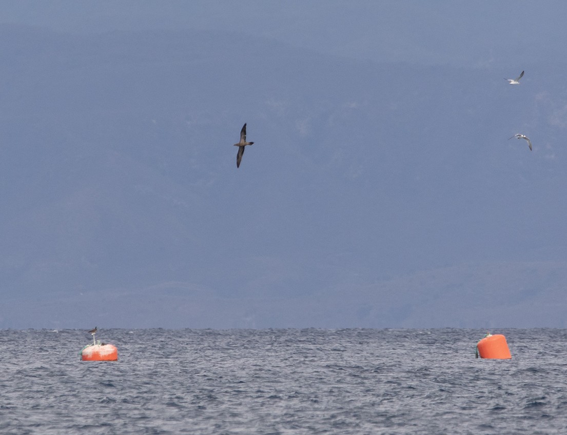 Brown Booby - ML630163108