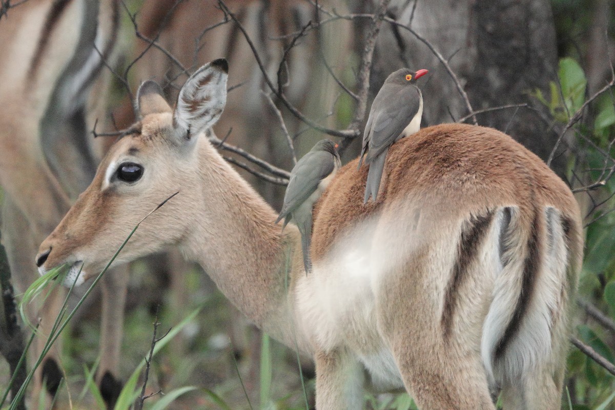 Red-billed Oxpecker - ML630163162