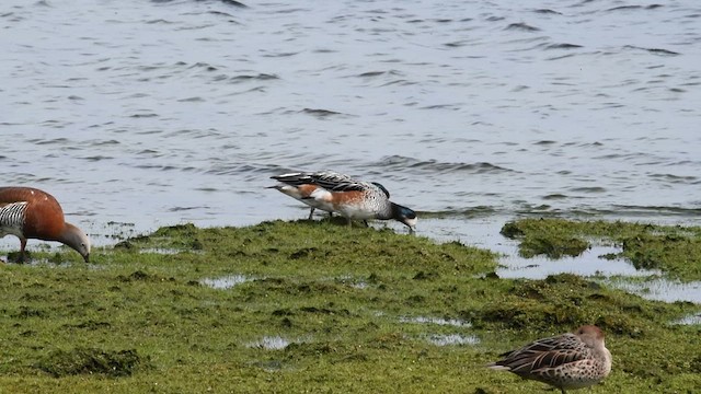 Chiloe Wigeon - ML630163303