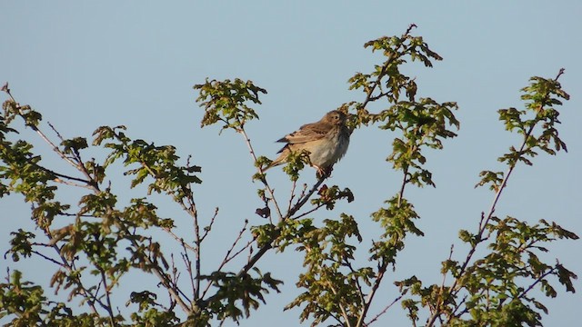 Pipit des arbres - ML630163416