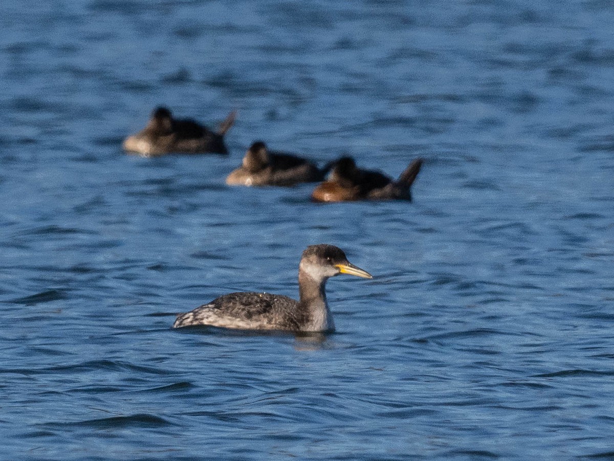 Red-necked Grebe - ML630163596