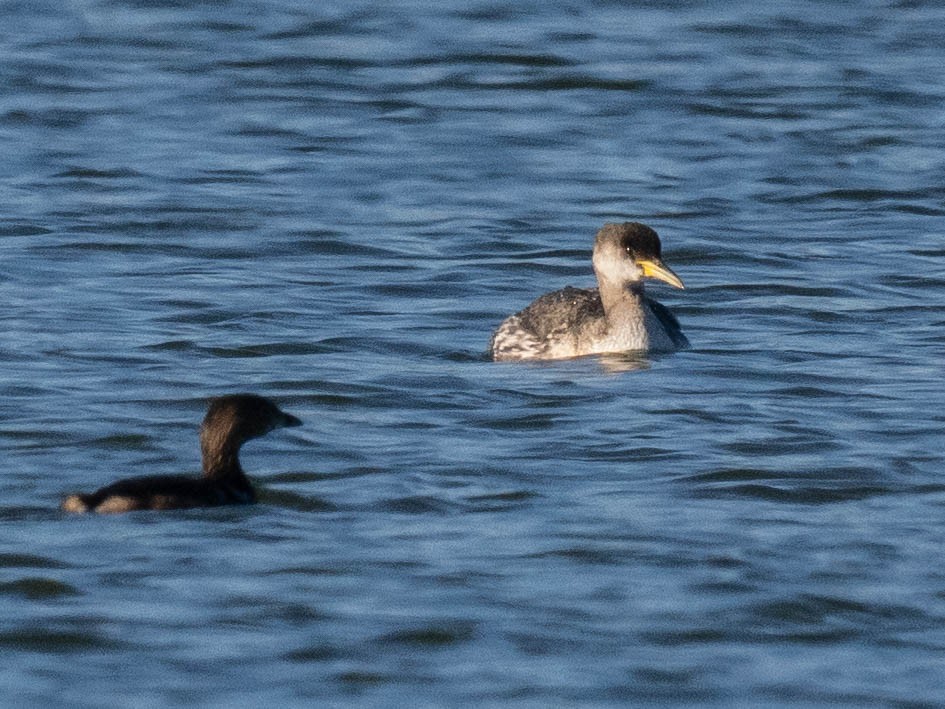 Red-necked Grebe - ML630163597