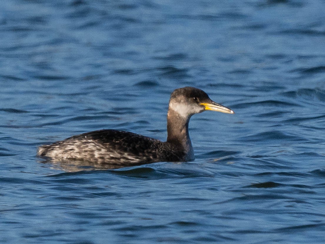 Red-necked Grebe - ML630163599