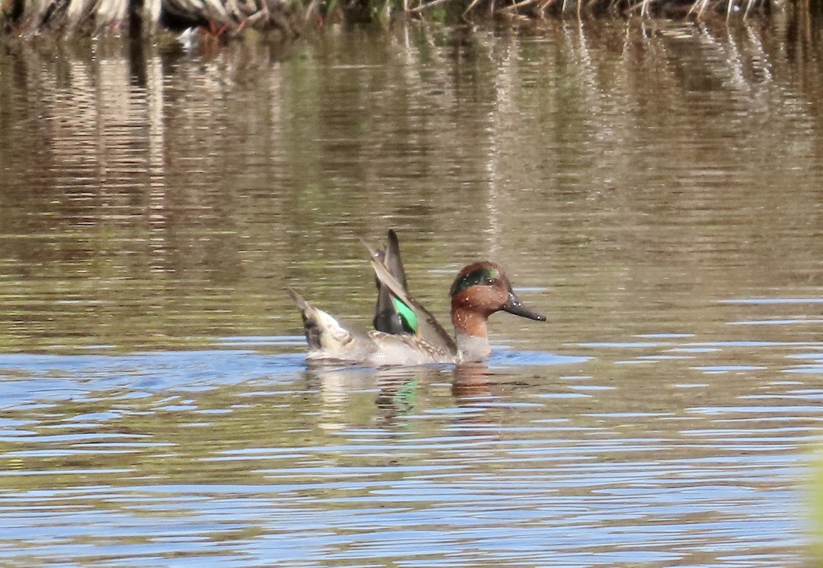 Green-winged Teal - ML630163634